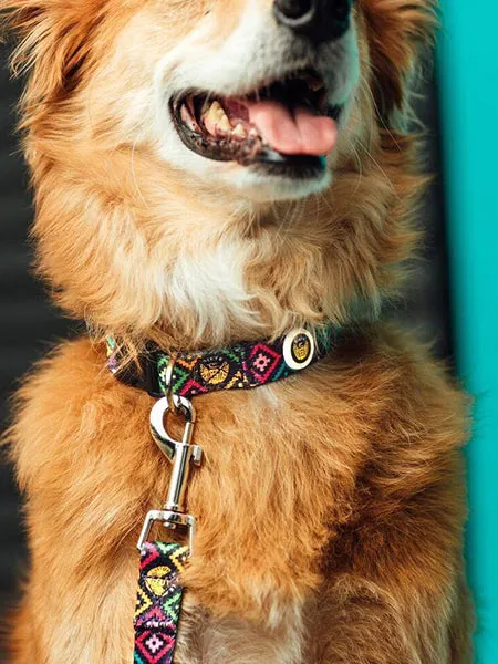 The Customizable Nylon Dog Collars